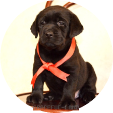 女の子(レッド母犬サラ)